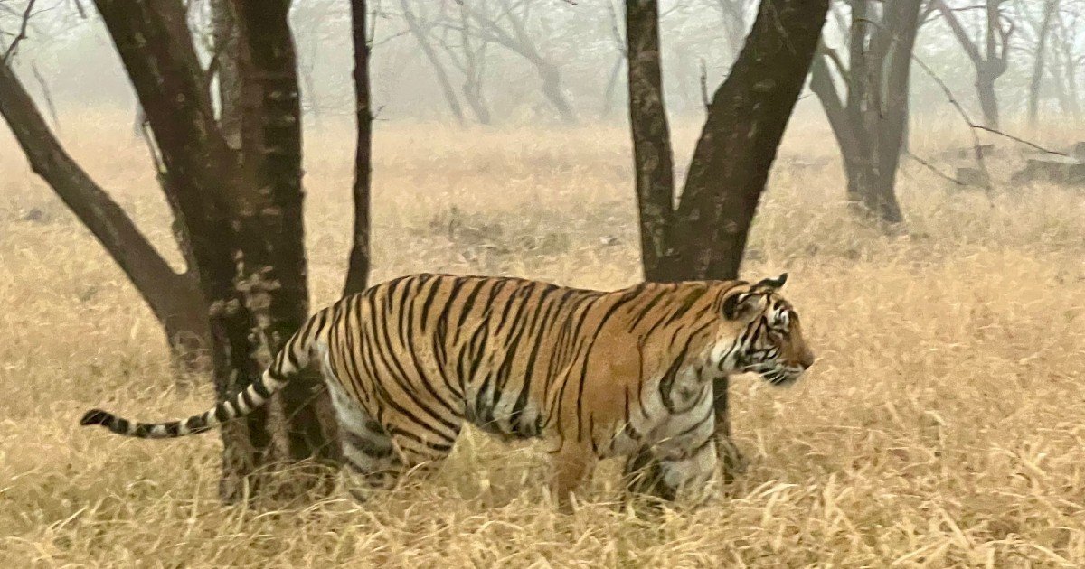 Face to Face with a Tiger