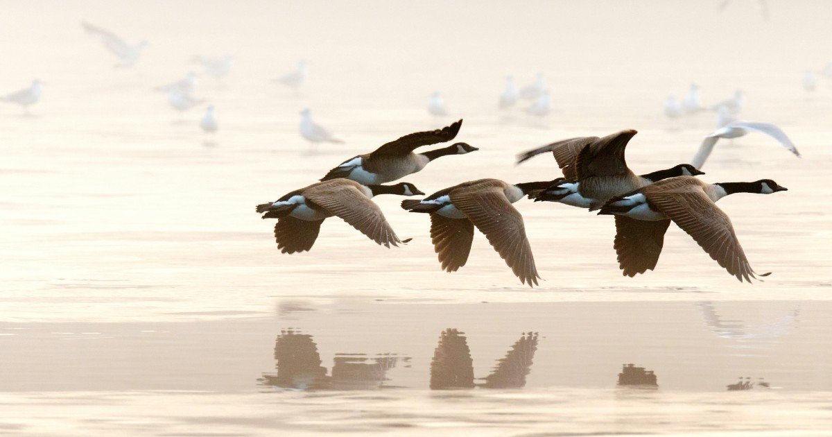 A Wild Goose Chase