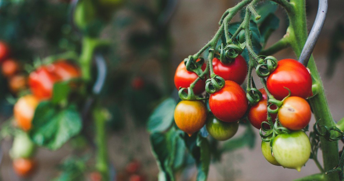 Tending More Than Tomatoes